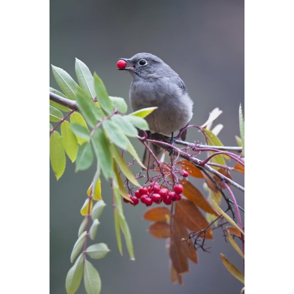 Townsends Solitaire (Myadestes Townsendi) With Mountain Ash Berry In Beak Perched On Branch Fairbanks Alaska Fall Canvas Art - Kenneth Whitten  Design Pics (24 x 38)
