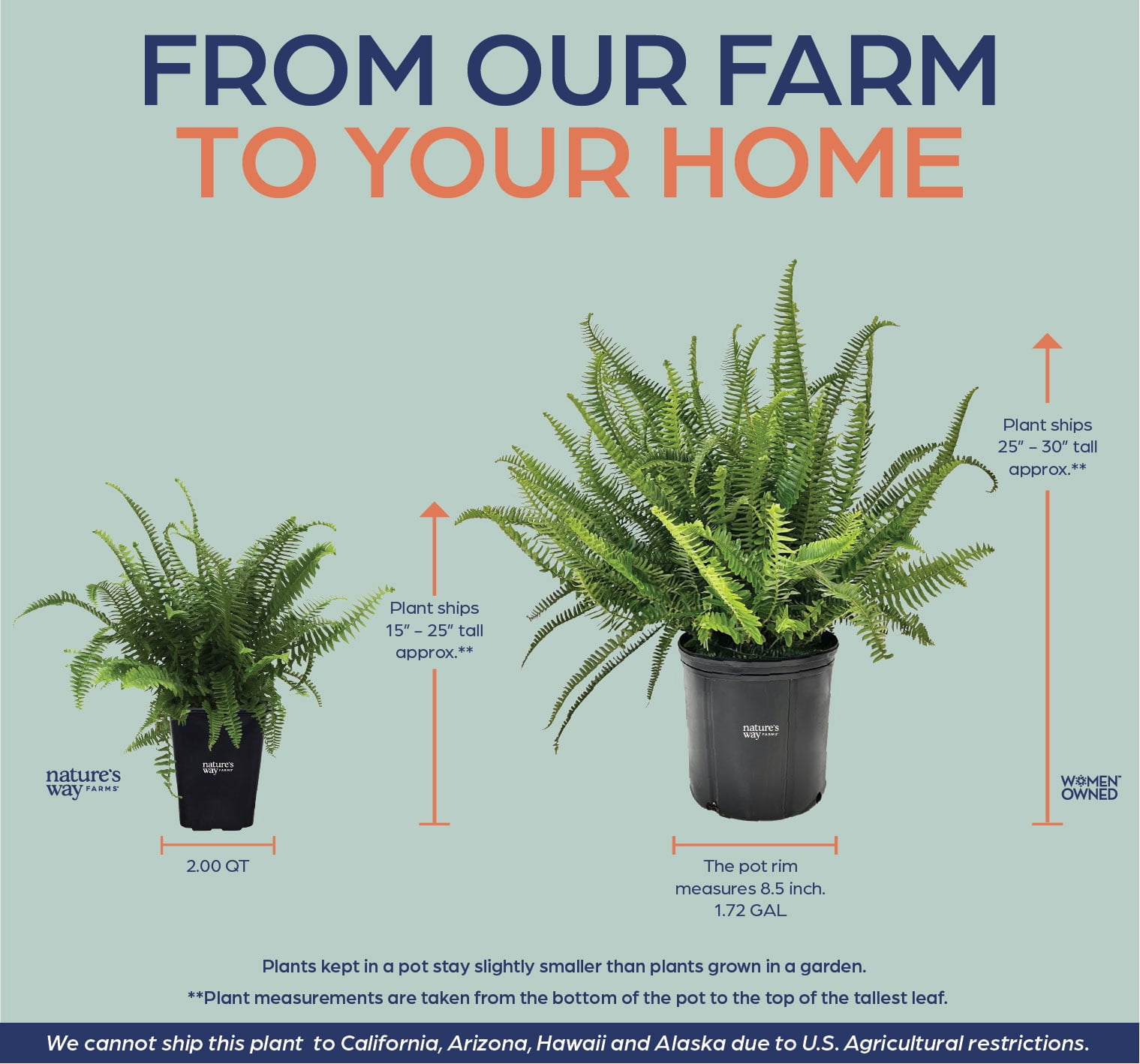 Nature's Way Farms Fern Kimberly Queen Live Plant (18-24 in. Tall) in Grower Pot