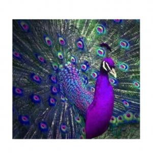 KABOER 5D DIY Full Drill Embroidery Diamond Painting Cross Stitch Rhinestone Peacock Opening Pattern Lifelike Gorgeous Handmade Artwork Wall Cabinet Livingroom Bedroom Art Craft Decor(