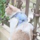 thumbnail image 1 of Cat Hand Holding Rope Cat Chest Strap Hand Holding Rope Anti Breaking Loose Special Pet Clothes For Going Out Cat Leash Dog Rope, 1 of 5