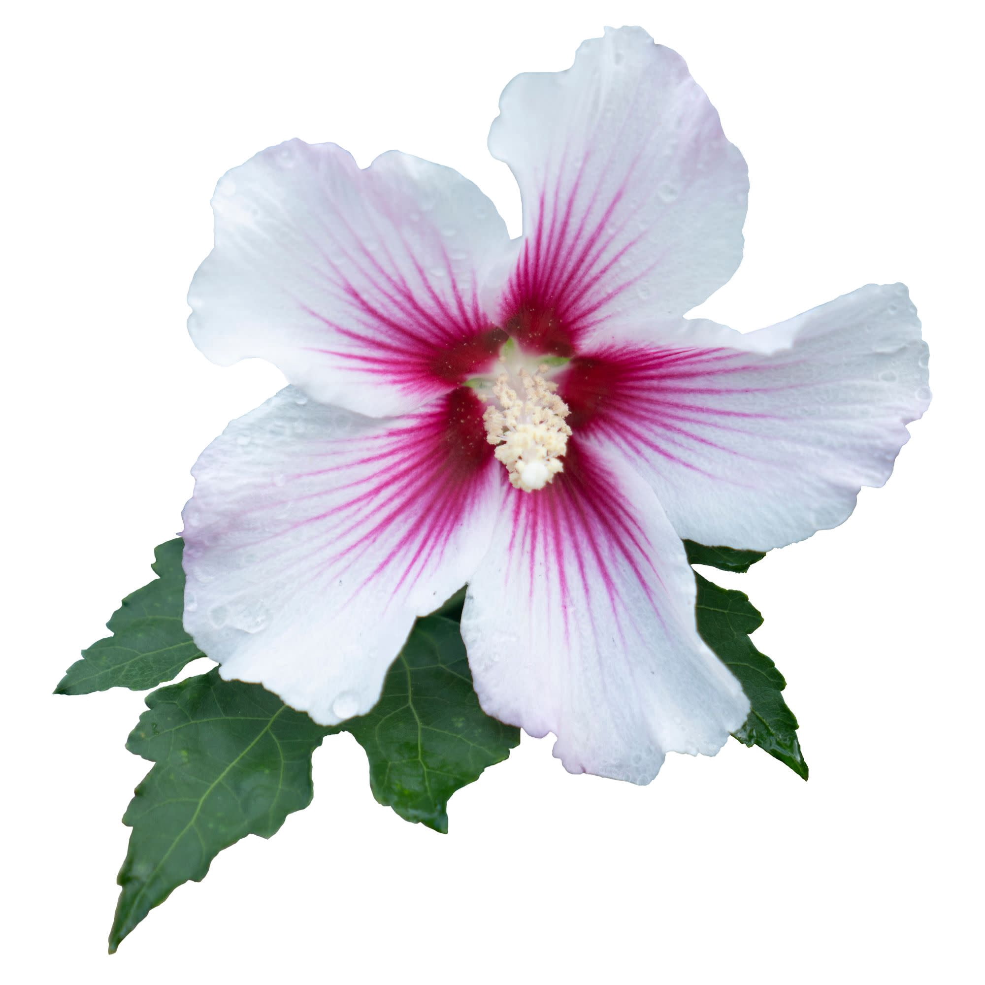 Proven Winners ColorChoice 5" White Paraplu Pink Ink Rose of Sharon Live Plant in 4.5" Pot (4 Count)