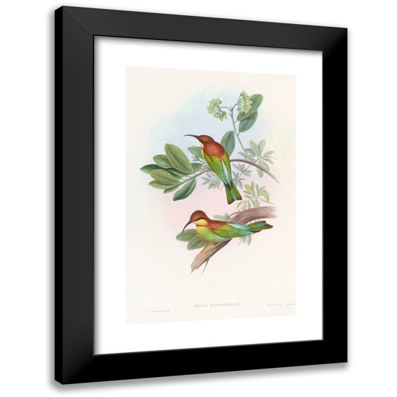 John Gould 11x14 Black Modern Framed Museum Art Print Titled - Pirik Bee-Eater (1850-1883)