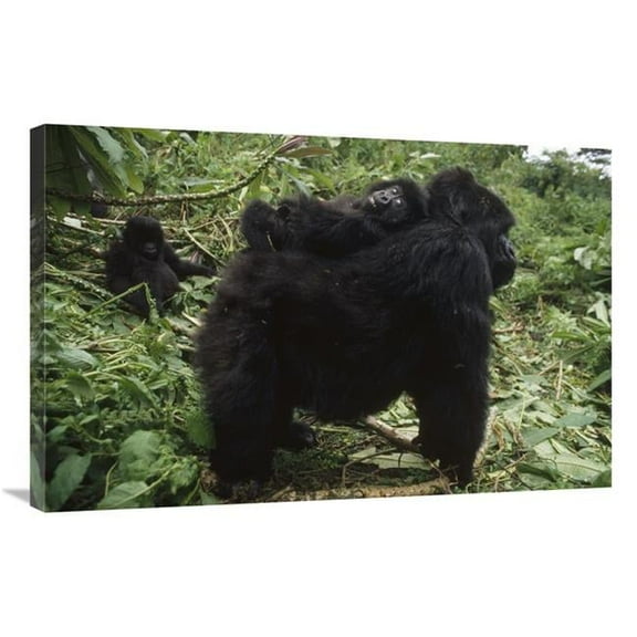 Global Gallery  Mountain Gorilla Baby Balancing on Mothers Back - VIrunga Mountains Art Print - Gerry Ellis
