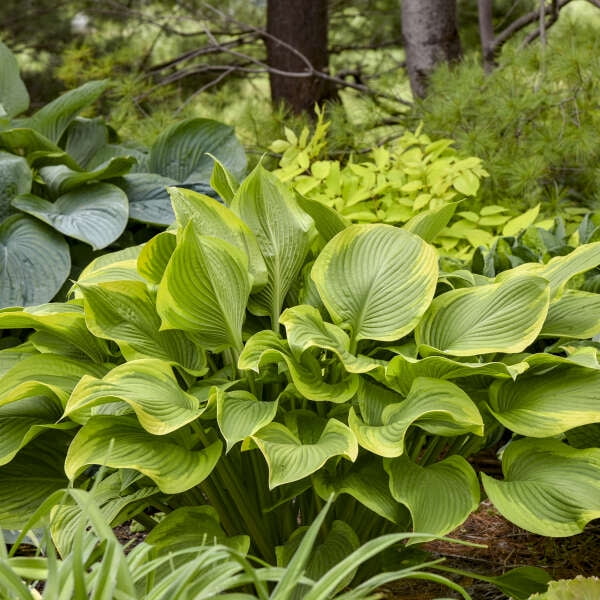 Proven Winners 10" Shadowland 'Lone Star' hosta (Hosta hybrid) Perennial Live Plant in 6.5" Pot