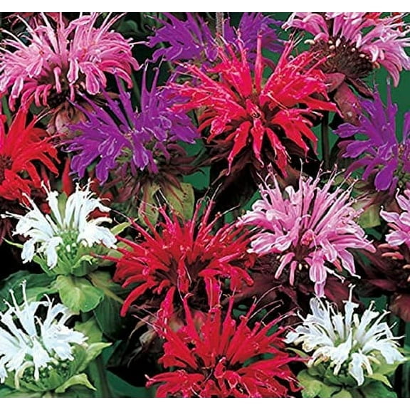 CZ Grain 50 Bee Balm Monarda Didyma Flower Plant Seeds