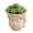 Beige, variant on Peaceful Buddhas Planter For Indoor Plant Elevates Your Home Aesthetic