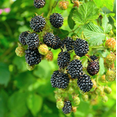 thumbnail image 6 of Set of 2 Ouachita Blackberry Live Plants 4-6 Inch Tall, Sweet Edible Berry Bushes for Gardens, 6 of 6