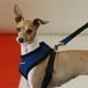 thumbnail image 3 of Puppia arnés suave para perro talla XG Puppia PDCF-AC30, 3 of 4