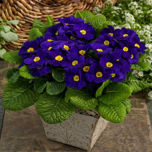 Outsidepride Common Primrose Blue - 200 Seeds