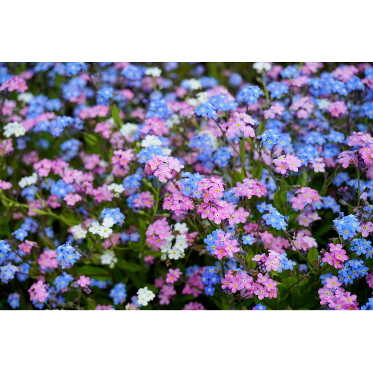 Myosotisページ Amazon.com : Outsidepride Blue Forget Me Not Seeds - 1/8 lb