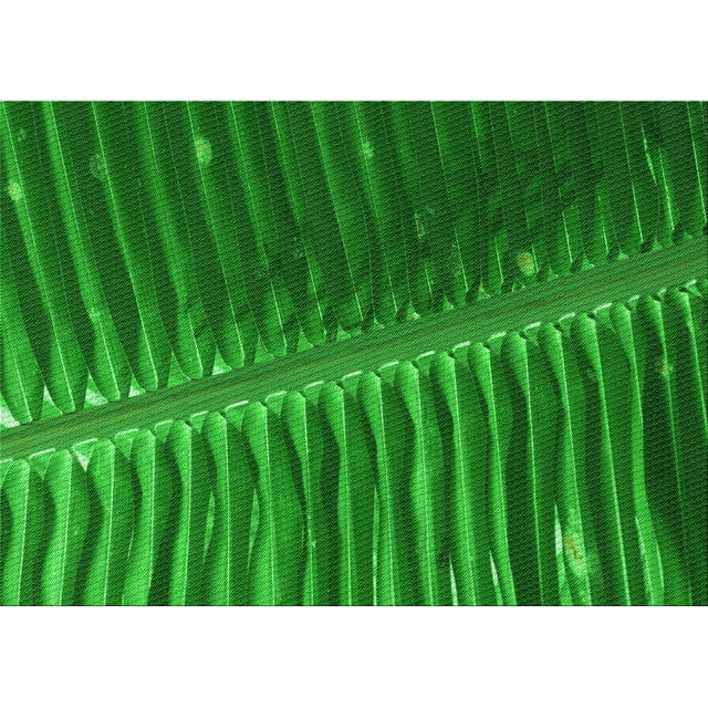 Ahgly Company Tapis Rectangulaire d'Intérieur Lavable en Machine Vert Transitionnel, 8 Pieds x 12 Pieds