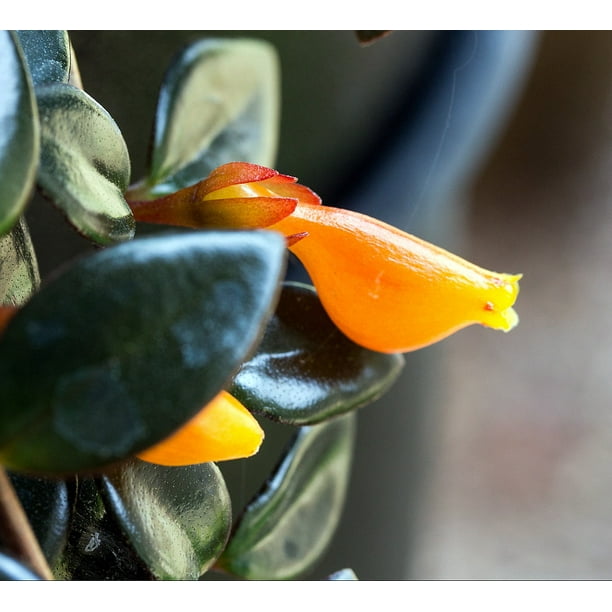 Black Gold Goldfish Plant Nematanthus 2.5&quot; Pot