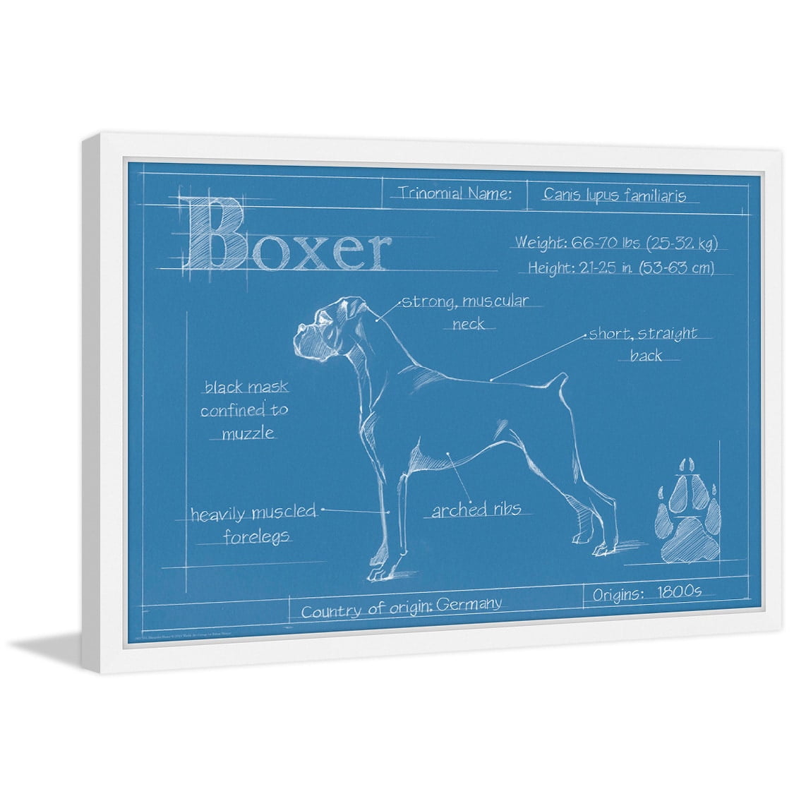 Marmont Hill "Blueprint Boxer" Framed Painting Print