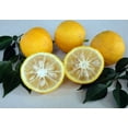 thumbnail image 4 of Rare Yuzu Citrus Tree - Indoors/Out -  No Ship to Tx,Fl,Az,Ca,La,Hi - 5" Pot, 4 of 4