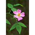 thumbnail image 5 of 10 * SEEDS * CLIMBING MICHIGAN ROSE Rosa Setigera aka Climbing Prairie or Illinois Rose Native Pink Flower Seeds, 5 of 10