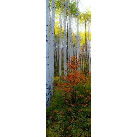 Aspen in the Day I Poster Print by Kathy