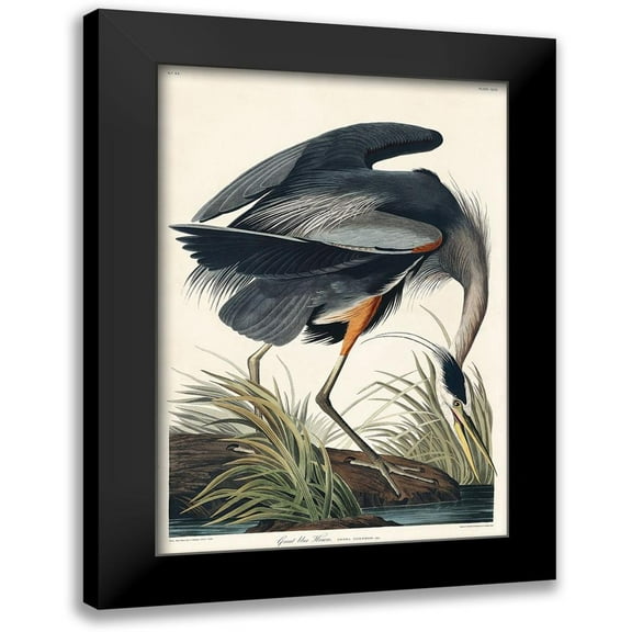 Audubon, John James 11x14 Black Modern Framed Museum Art Print Titled - Great blue Heron