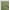 Moss Green, variant on oneOone Organic Cotton Poplin Twill Fabric Dot & Bird Block Print Fabric By The Yard 42 Inch Wide