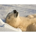 thumbnail image 2 of Kaveney, Wendy 14x12 Gold Ornate Wood Framed with Double Matting Museum Art Print Titled - Canada, Manitoba, Churchill Sleeping polar bear, 2 of 4
