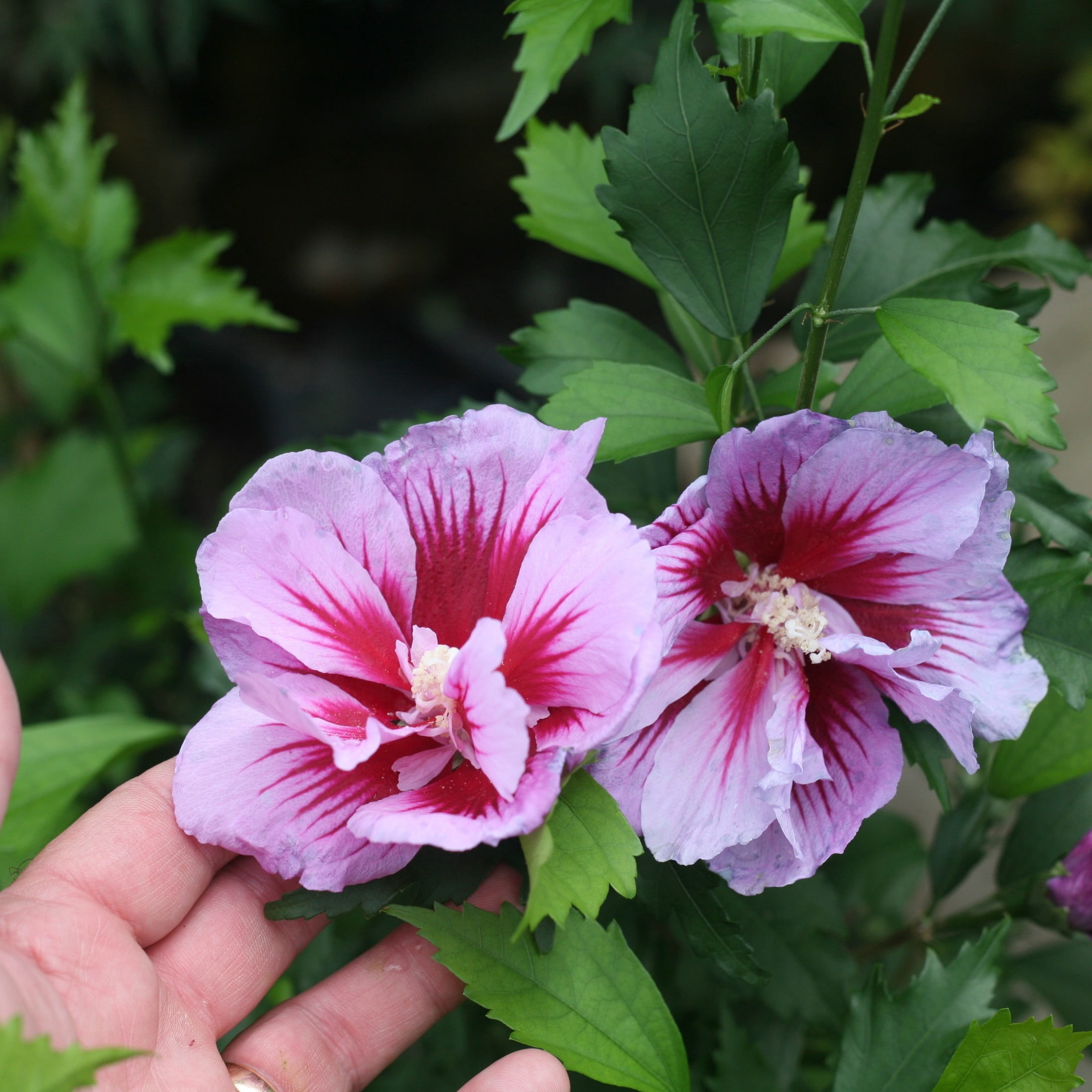 Proven Winners ColorChoice 6" Purple Pillar Rose of Sharon Live Plant in 7.5" Pot
