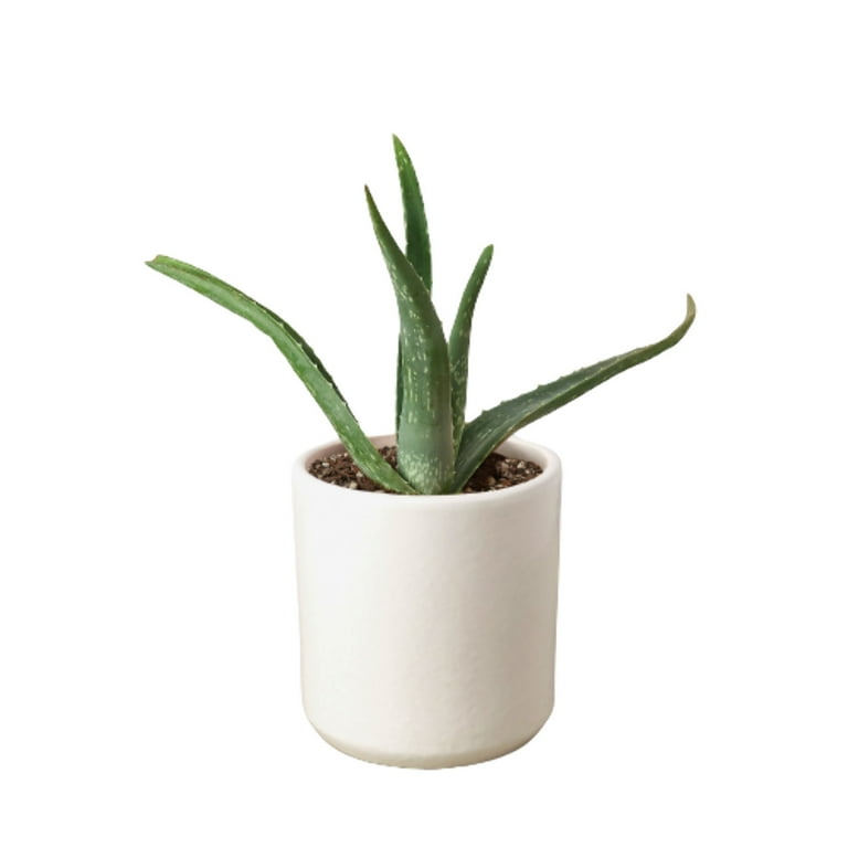 blackjack philodendron Philodendron Majesty  Plantlovers