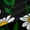 Black Green Yellow, variant on Homewish Daisy Flowers Black Out Curtains for Female Men Adults,Abstract Gradient Blossoms Curtains Pack of 2 (42x63 Each),Spring Garden Bedroom Curtains,Breathable Home Decor