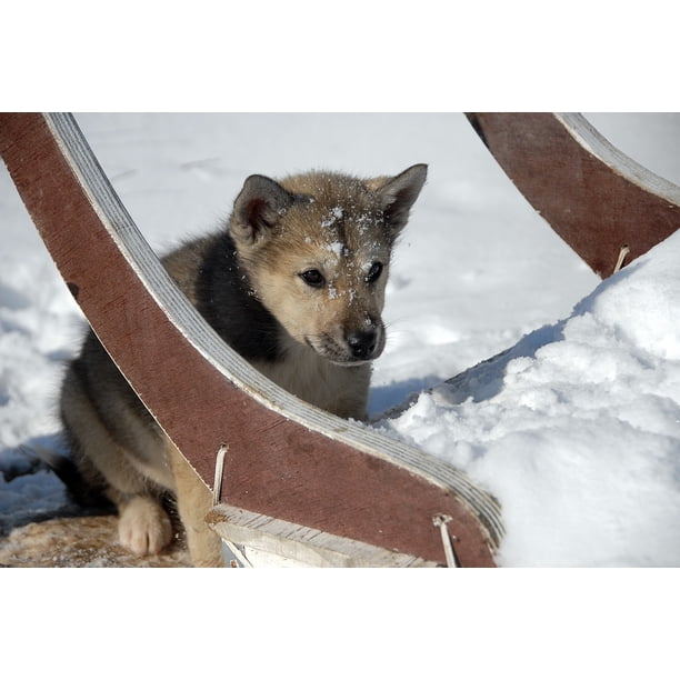 Greenland Dog Dog Greenland Puppy12 Inch By 18 Inch Laminated Poster