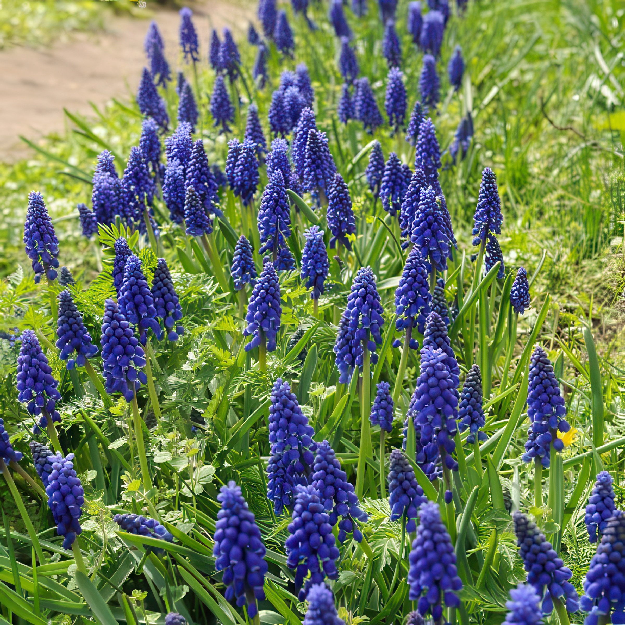National Plant Network Muscari Armeniacum Live Bulbs (50-Pack)