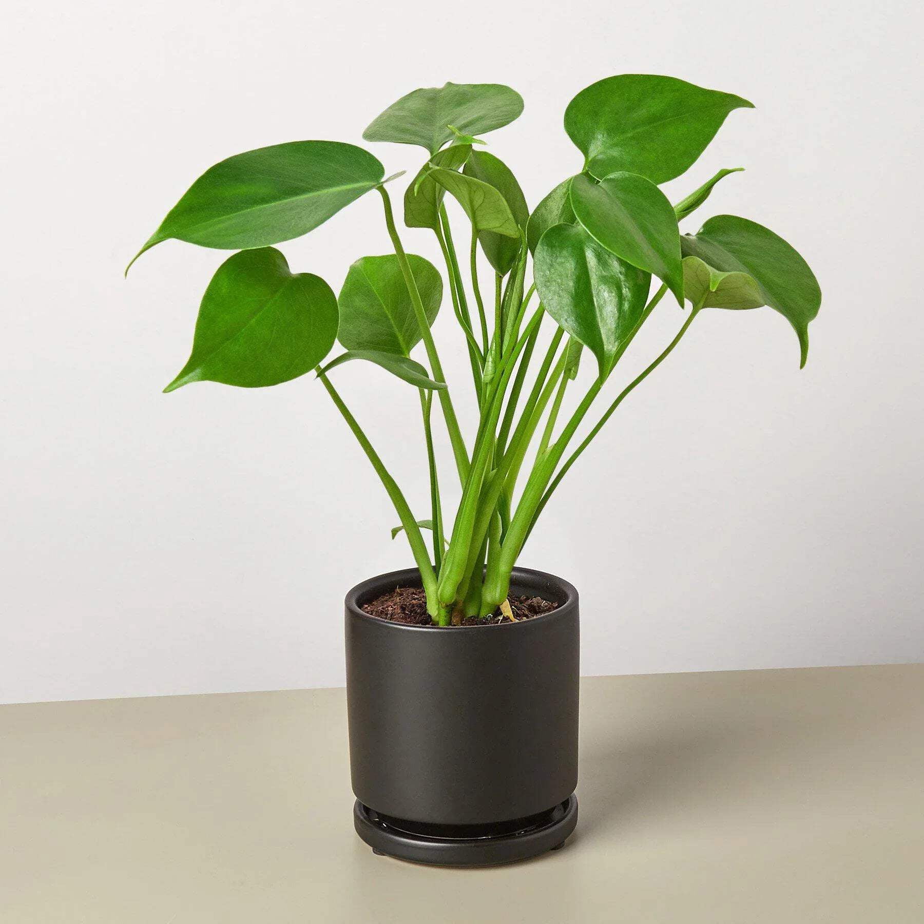 Monstera 'Split-Leaf', 6" Pot, Indoor Houseplant, Easy Care, Live Plant for Indoor & Outdoor