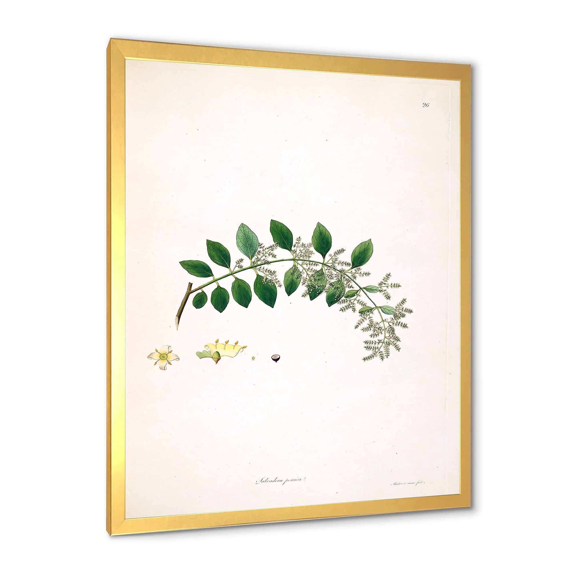 Designart 'Ancient Plant Life XVIII' Farmhouse Framed Art Print