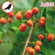 thumbnail image 2 of Red antipájaros de 2x8M, Red de aviario, Red de jardín, Red de protección de jardín, Red de enrejado de plantas, Red de protección de pájaros para frutas y verduras de jardín, 2 of 5