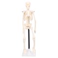 thumbnail image 1 of Modelo De Esqueleto, Modelo De Esqueleto Humano De Anatomía Ligera Y Flexible De 42 Cm Desmontable Para La Facultad De Medicina, 1 of 7