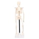 thumbnail image 1 of Modelo de esqueleto didáctico ANGGREK esqueleto humano de anatomía PVC 42 cm, 1 of 8
