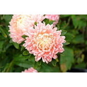 Seedville 30 Duchess Apricot Paeony Aster Plant Seeds