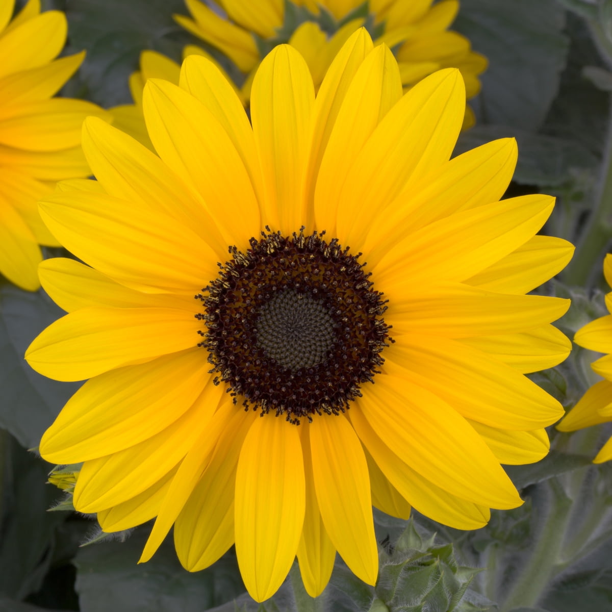 2.5 Quart Sunflower Sunfinity Live Annual Plant with Full Sunlight- 1 Piece