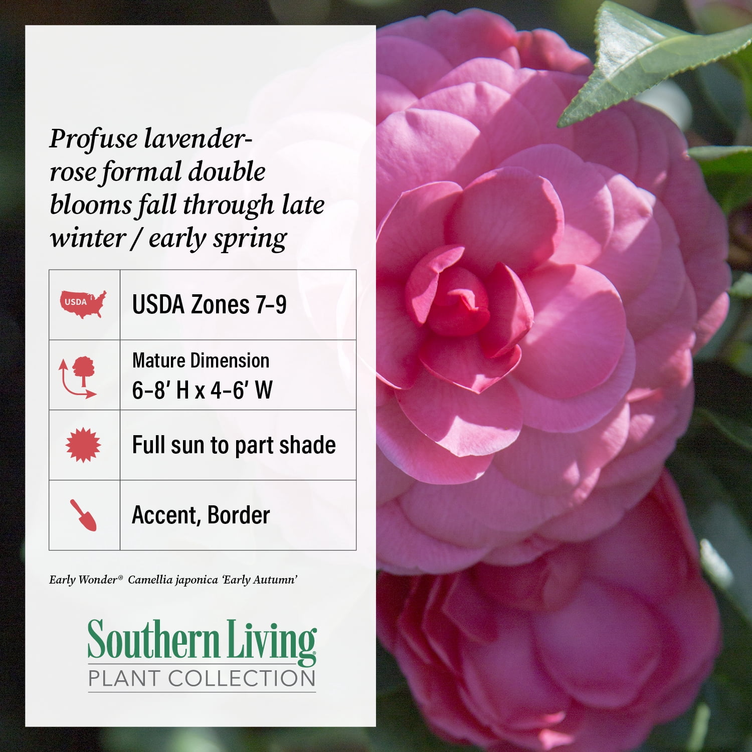 Southern Living Early Wonder Camellia Bush Live Shrub in 2.5-Quart Grower Pot