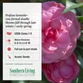 thumbnail image 3 of Southern Living Early Wonder Camellia Bush Live Shrub in 2.5-Quart Grower Pot, 3 of 12
