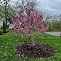 Magnolia Plant Potted, 3 to 5 inches Tall, Ann Magnolia Live Plant, Dormant, Pink Fragrant Flowers, Outdoor Gardening
