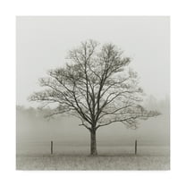 Trademark Fine Art 'Winter Tree, Cades Cove' Canvas Art by Nicholas Bell Photography