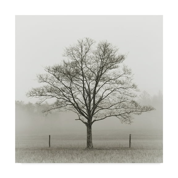 Trademark Fine Art 'Winter Tree, Cades Cove' Canvas Art by Nicholas Bell Photography