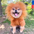 thumbnail image 2 of Ropa para perros con forma de león dorado, ropa suave y bonita para perros, ropa cálida de invierno para perros, ropa cálida de terciopelo coral para cosplay, ropa para fiestas de cosplay, 2 of 5