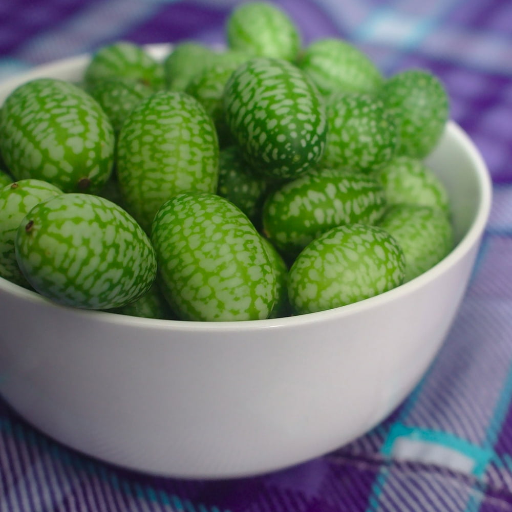 Cucumber Seeds West Indian Gherkin 1 g Packet 30 Seeds Cucumis