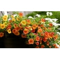 thumbnail image 3 of 6000 Petunia Seeds, Best Hybrid Mixed Rainbow Color Bonsai Hanging Basket Fresh Garden Seeds Heirloom -- PeavyTailor, 3 of 10