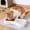 Gray 1Pcs, variant on HOARBOEG 1Pcs Double Sided Pet Bowl for Food and Water, Bones Shaped Non-Slip Dog & Cat Dish for Small Breeds, Lightweight Plastic Feeding Bowl with Spill-Proof Base, Ideal Travel Bowl