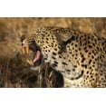 thumbnail image 2 of Zuckerman, Jim 24x17 Black Ornate Wood Framed with Double Matting Museum Art Print Titled - Botswana, Savute Game Reserve Yawning leopard, 2 of 4