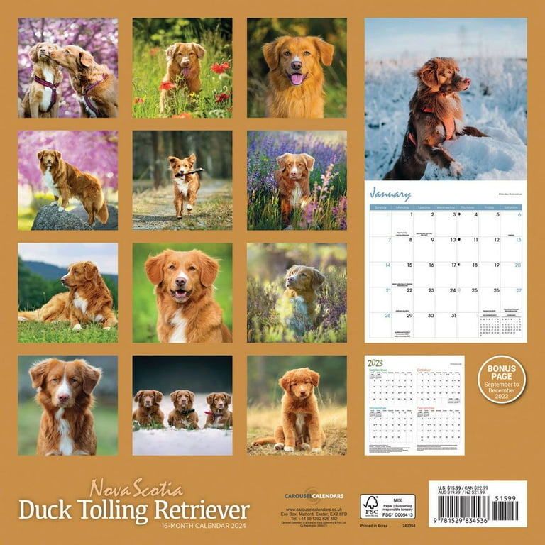 Carousel Calendars, Nova Scotia Duck Tolling Retriever 2024 Wall Calendar - Walmart.com carousel-calendars-nova-scotia-duck-tolling-retriever-2024-wall-calendar-walmart-com