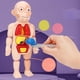 thumbnail image 3 of Anatomía del cuerpo humano Torso Humano Cuerpo Modelo Anatomía órganos Internos Anatómicos Herramientas De Enseñanza Magideal Anatomía del cuerpo humano, 3 of 7
