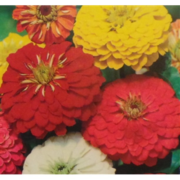 Zinnia California Giant Mix Seed 1 Packet