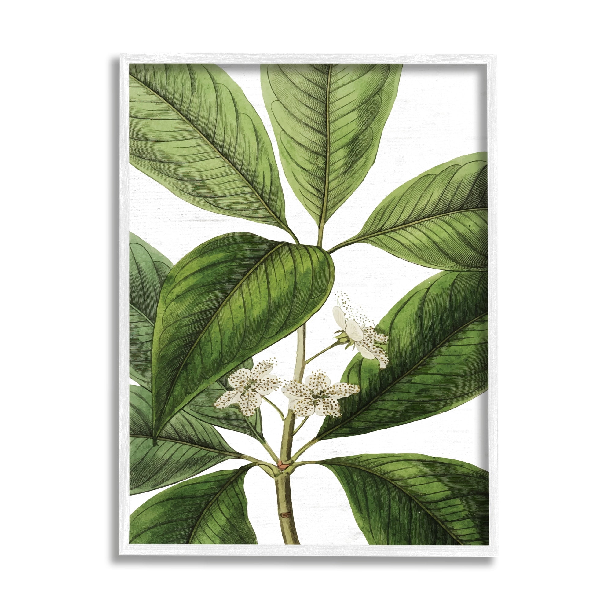 Stupell Industries Tristania Conferta Flower Large Leaf Vegetation Botanical Print,24 x 30, Design by Lettered and Lined