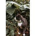 thumbnail image 3 of Pet Attire Glow In The Dark Lime Skulls Adjustable Safety Cat Collar, 3 of 6